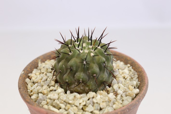孤竜丸 実生 A3762☆コピアポア コルムナアルバ サボテン☆「送料無料