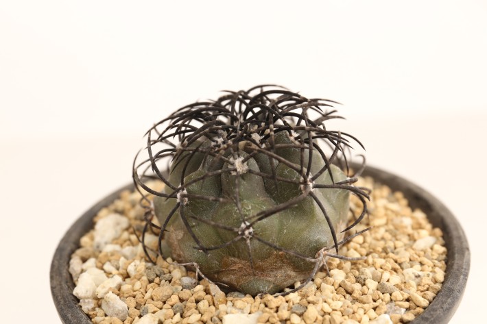 送料無料】栗星玉 グリセオビオラ コピアポア 輸入球実生 A3784