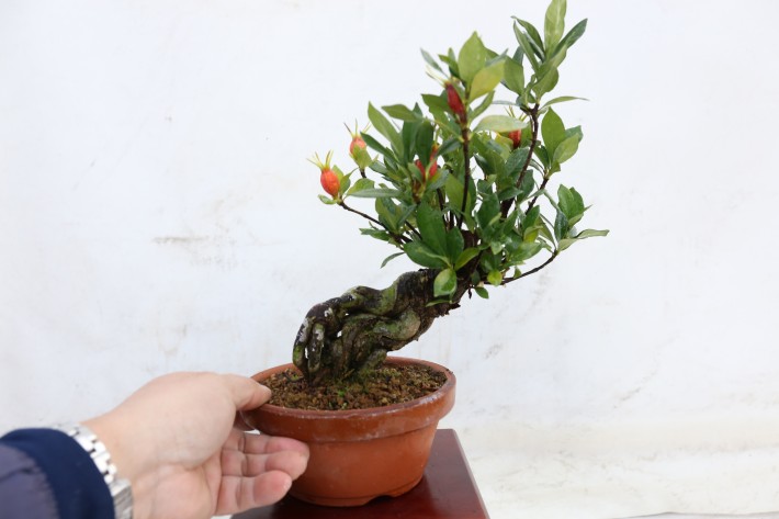 送料無料】実成くちなし クチナシ 小品盆栽 A3806｜盆栽 花物実物