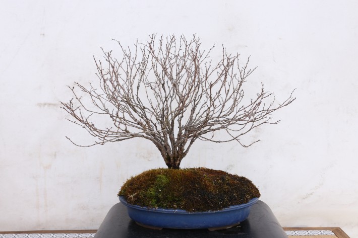 送料無料】欅 ケヤキ 中品盆栽 A3826｜盆栽 葉物｜浦部陽向園