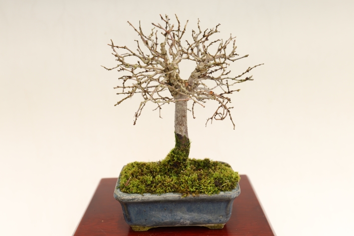 けやき A3029☆ケヤキ 欅 葉物 小品盆栽☆「送料無料」浦部陽向園