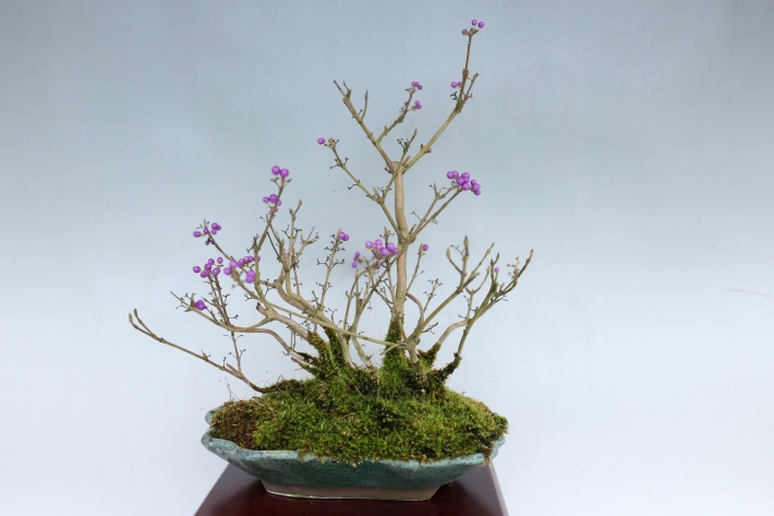 小紫式部 A3063☆コムラサキシキブ 花物実物 小品盆栽☆「送料無料