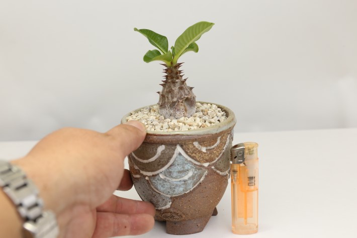 ウィンゾリー 輸入球 A3325☆パキポディウム コーデックス（塊根植物