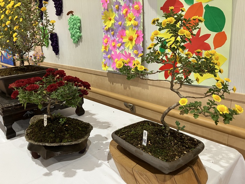 特養】盆栽菊展｜ 上の原学園