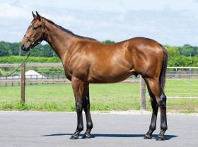 キングカメハメハ産駒の代表産駒 :: 一口馬主DB