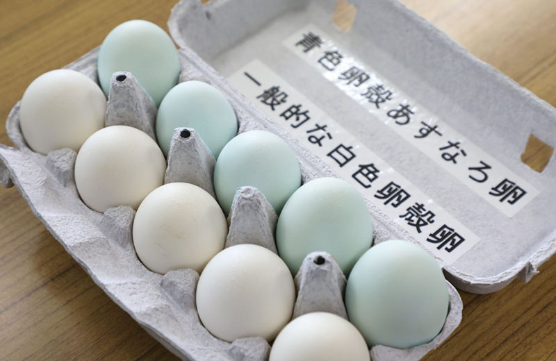 美しい翡翠ひすい色に驚き！青森県が生んだプレミアムな「あすなろ卵