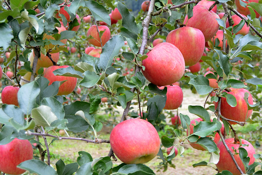 訳あり》堀農園の朝日町サンふじりんご約10kg(バラバラ詰)