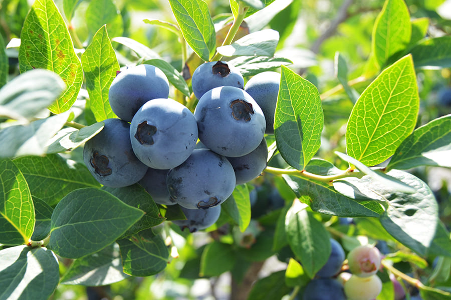 山形の完熟生ブルーベリー1kg（500×2パック）[箱入]