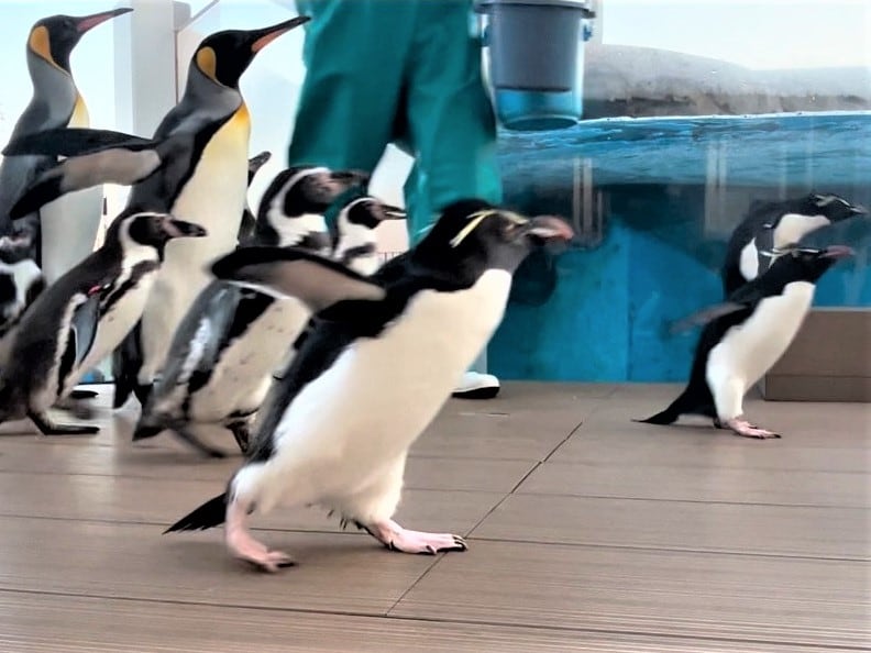 ペンギンパレード｜仙台うみの杜水族館