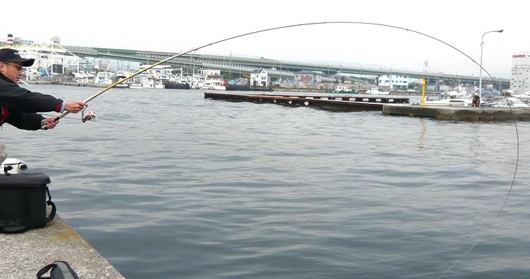 ダイワ かこゼロII - フカセでチヌ！