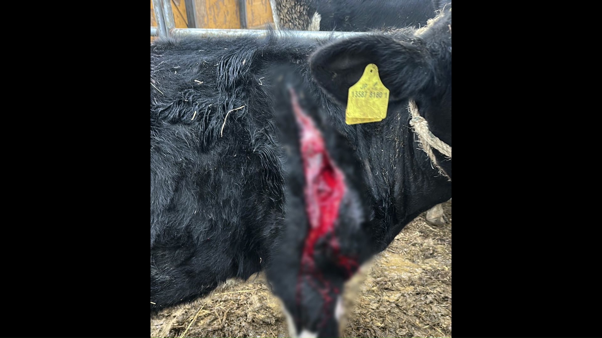 ヒグマ続報】「骨も砕かれていた」ウシ60頭以上襲った