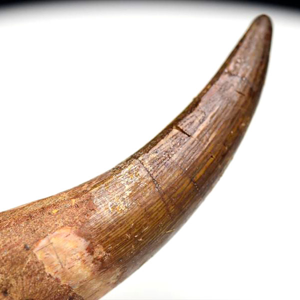 大型肉食恐竜】スピノサウルス 歯 牙 化石（モロッコ産）非研磨