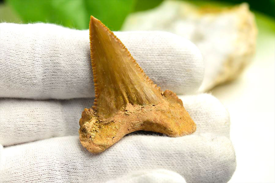 ホホジロザメ 歯 牙 化石｜サメの歯（約7.9g）｜モロッコ産