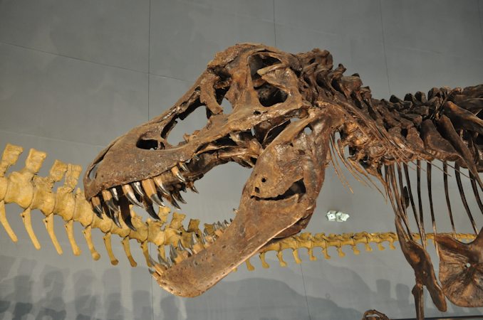 恐竜・翼竜ガイド（5）恐竜の骨格 - 裏辺研究所（動植物・古生物研究所）