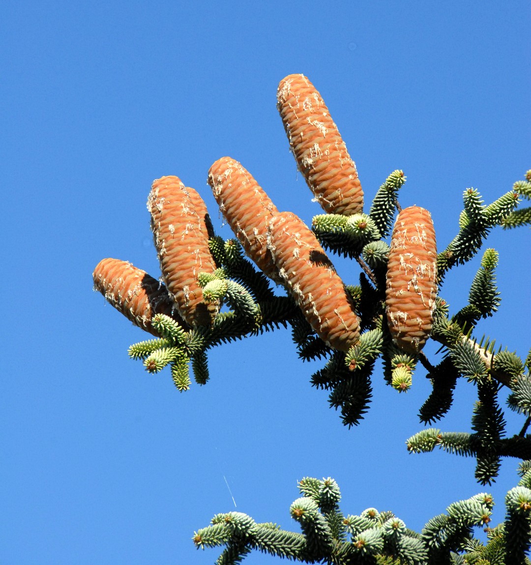 Abies pinsapo | Spanish fir - Van den Berk Nurseries