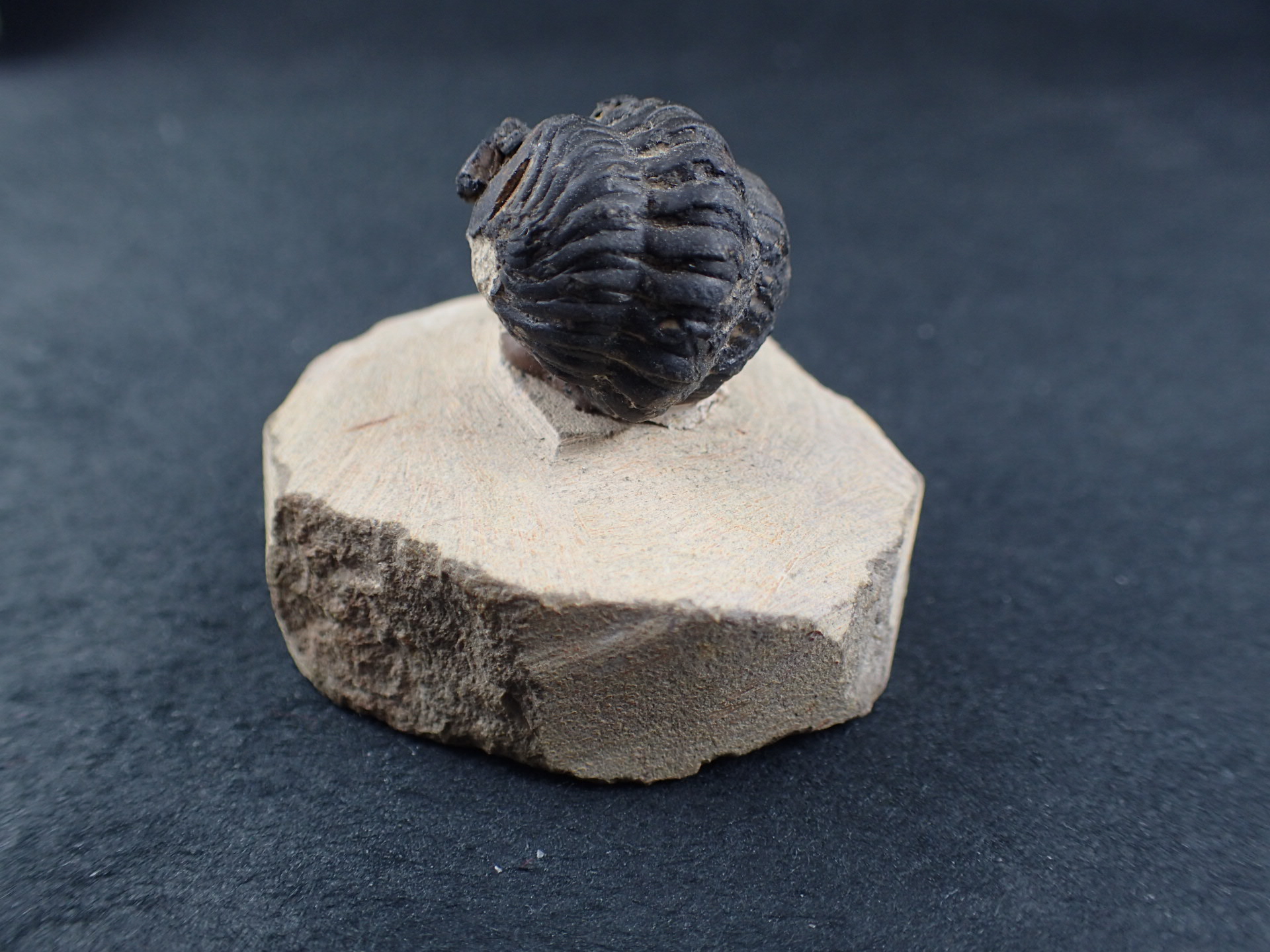 三葉虫 化石（Trilobite Fossil)（学名 ： Phacoida.sp） 時代