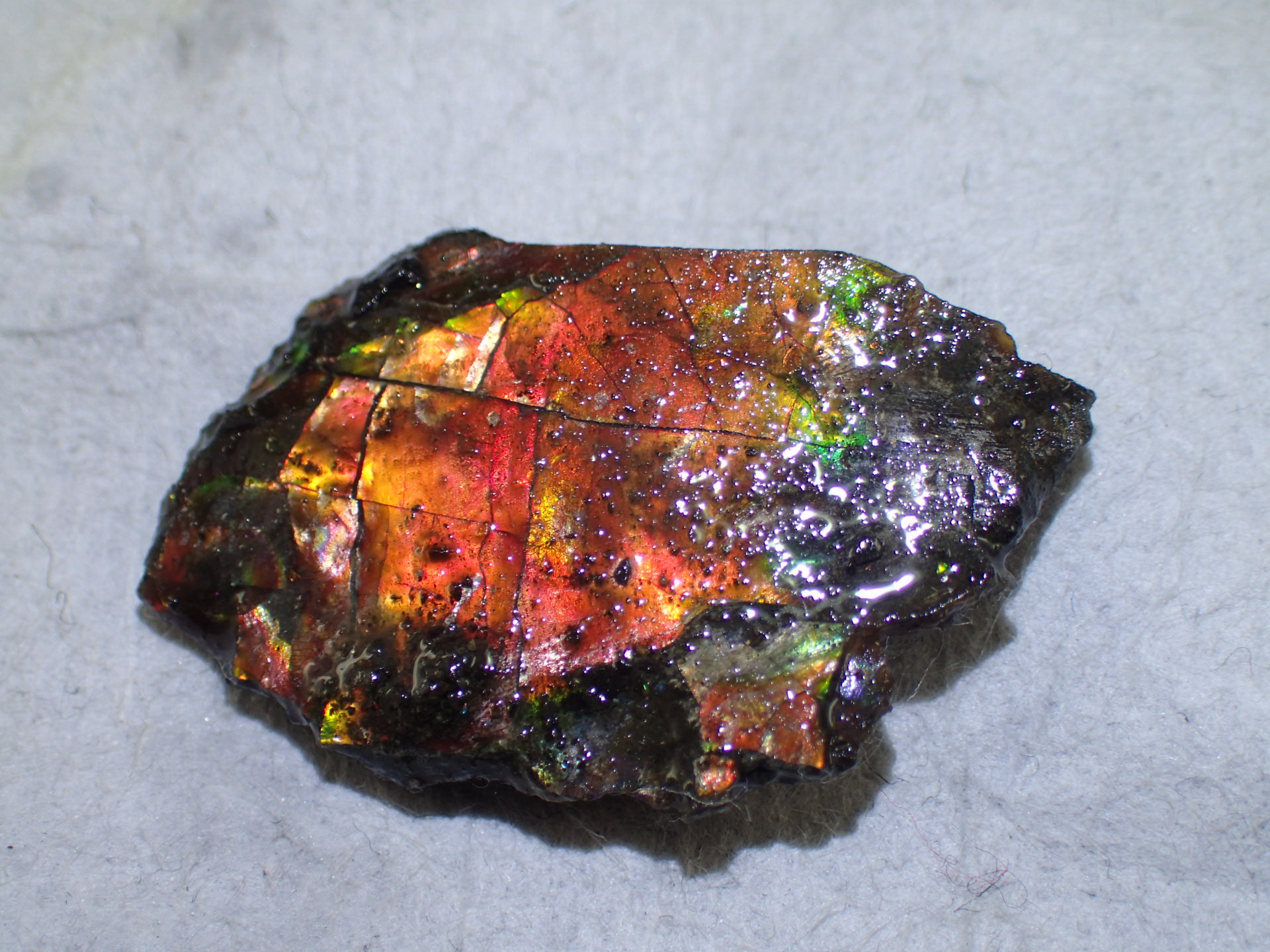 最高品質アンモライト(Ammolite) Alberta, Canada カナダアルバータ州