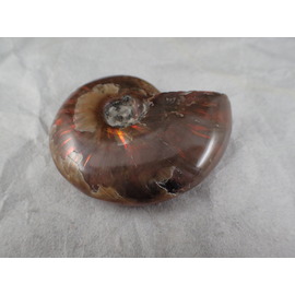 モササウルス（学名 ： Mosasaurs sp)の歯の化石 時代 ： 白亜紀後期