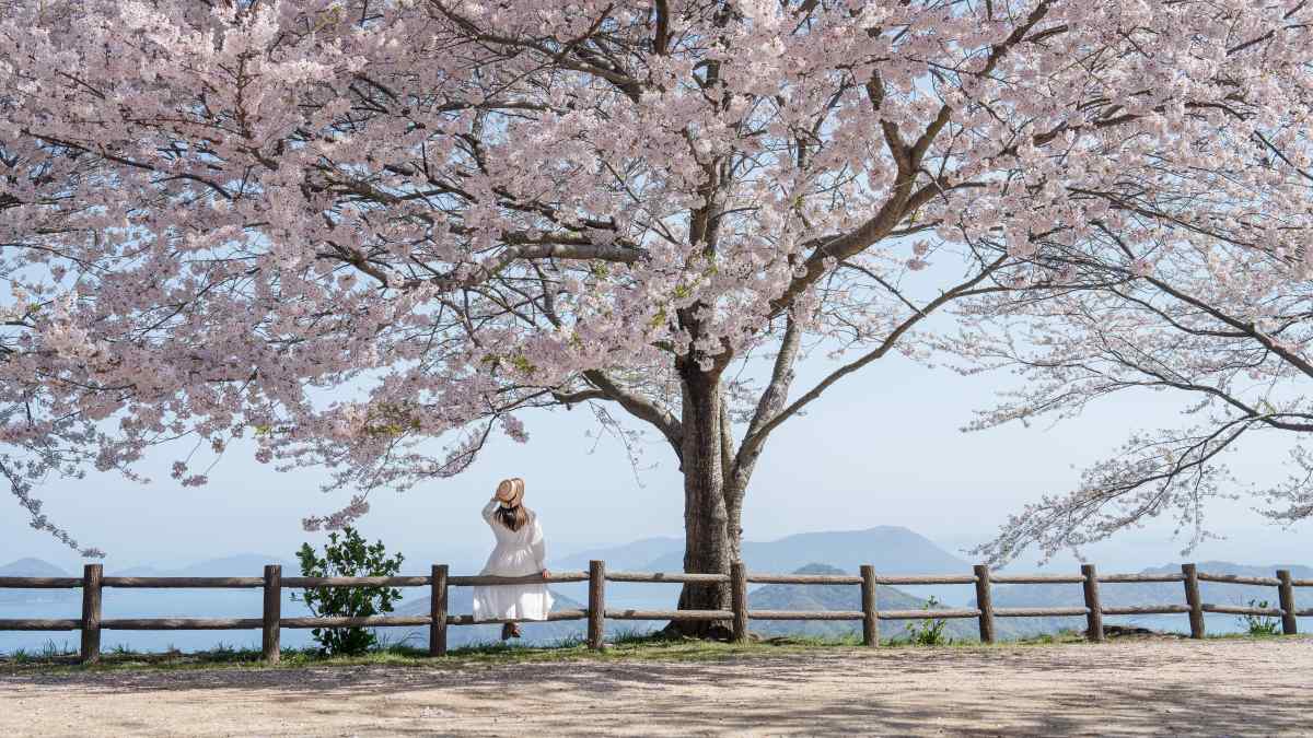 5 Expert Tips for Planning Your First Cherry Blossom Trip to Japan