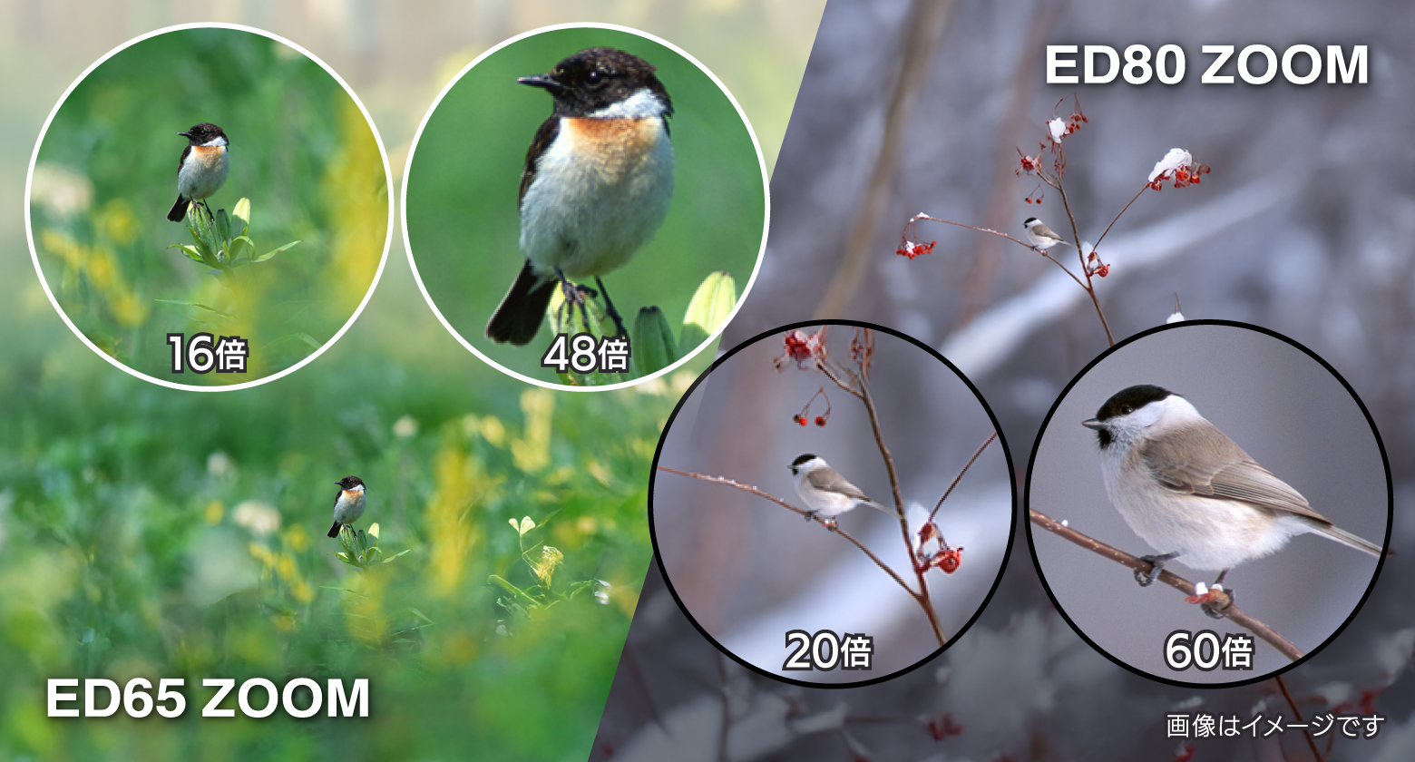 ジオマⅢ ED65 ZOOM・ジオマⅢ ED80 ZOOM | ビクセン Vixen
