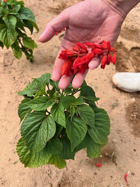 美しいサルビアの花 | 大潟村公式ブログ おおがた散歩