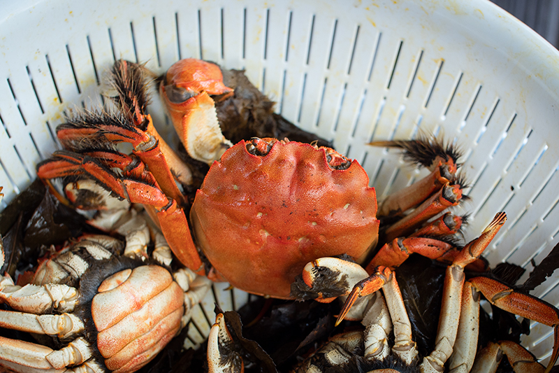 村の食卓 モクズ蟹 | 佐那河内村