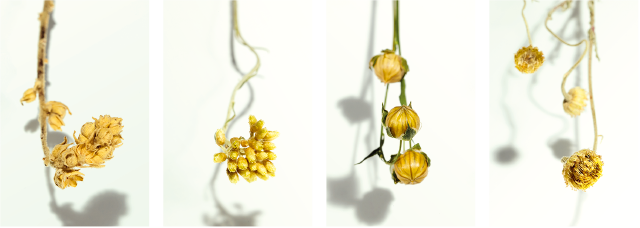 RENOVO FULGENS Treatment（レノーボ フルジェンス トリートメント