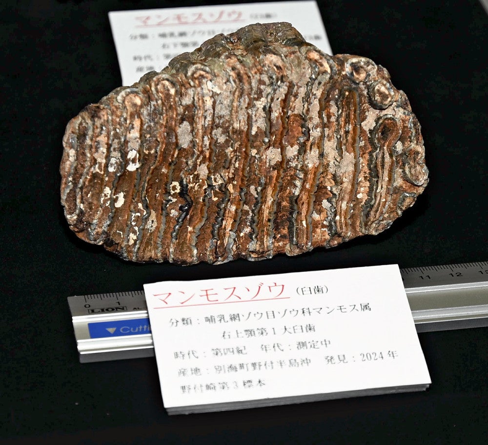 北海道でホタテ漁中の漁師、マンモスゾウの臼歯の化石発見…国内で15