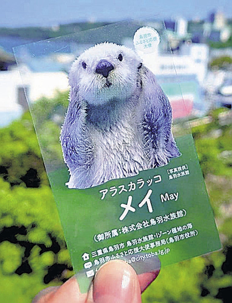 三重：「ラッコ名刺」単独返礼品に 鳥羽水族館 「メイ」と「キラ」新た