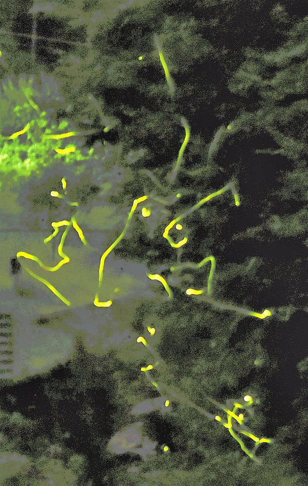 栃木：初夏の暗闇にホタル舞う 栃木・足利 ホタル観賞祭り22日まで