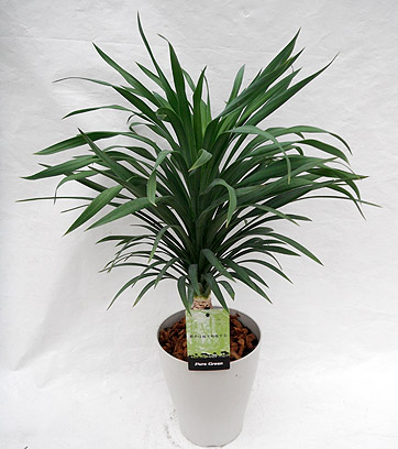 ユッカ・デスメティアーナ - 株式会社山田農園