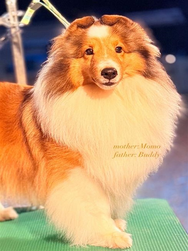 やまいぬ犬舎｜育てた犬たちのドッグショー功績を紹介