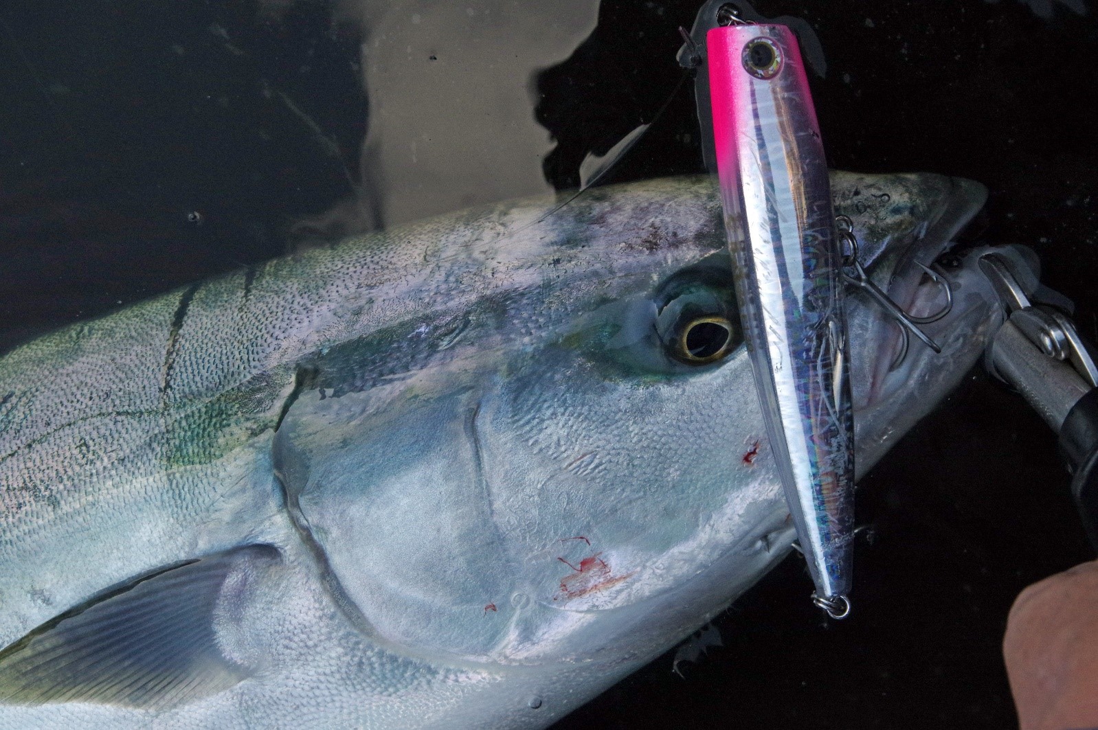 時化シーズンです by岡 公一郎 - マリアフィールドスタッフブログ