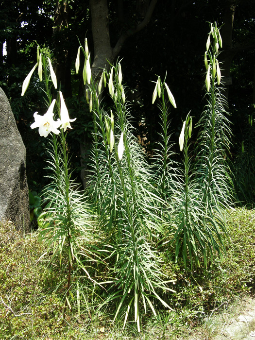 タカサゴユリ | 植物写真鑑