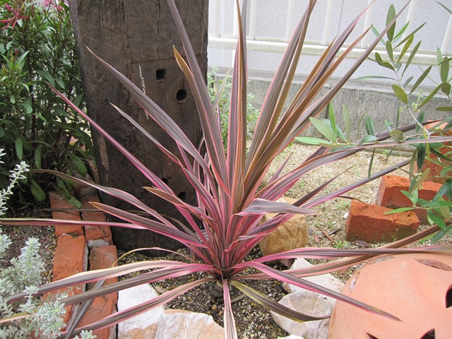 コルジリネ・サウザンスプレンダー – ZELF GARDEN（ぜるふ・が〜でん）