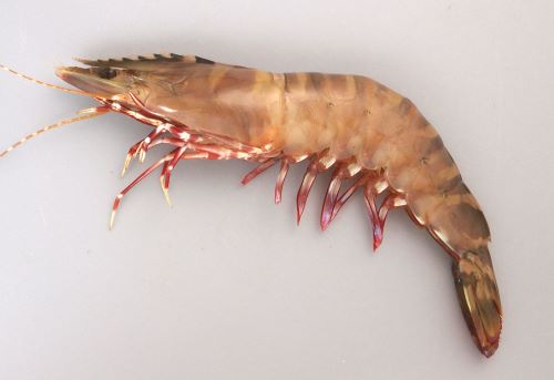 クマエビ (アシアカ) | 市場魚貝類図鑑