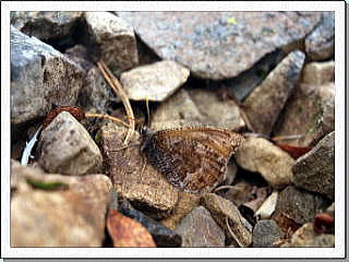 8_takanehikage_kita2011.07.