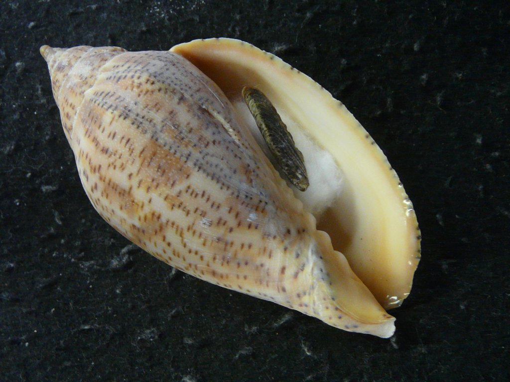 ガクフボラ科｜貝殻標本店「F]