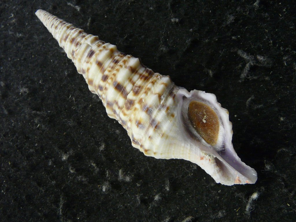 クダマキガイ科｜貝殻標本店「F]