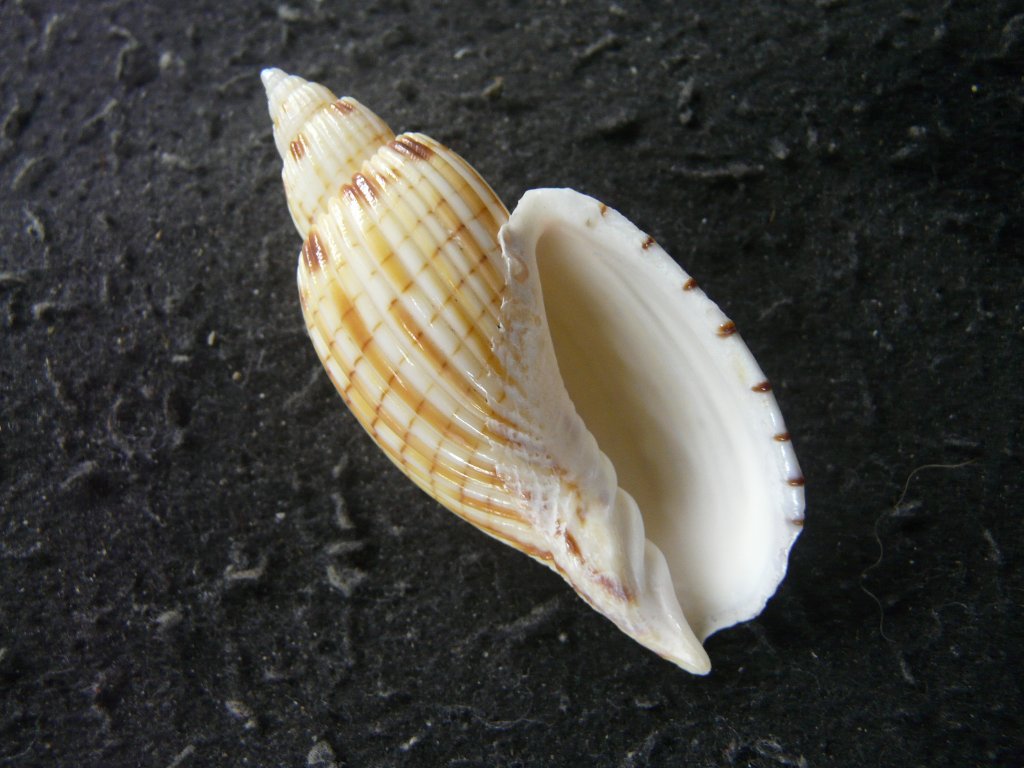 ガクフボラ科｜貝殻標本店「F]