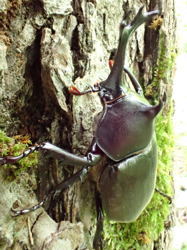 クワガタカブトムシ採集 - ヤマニーカワニー