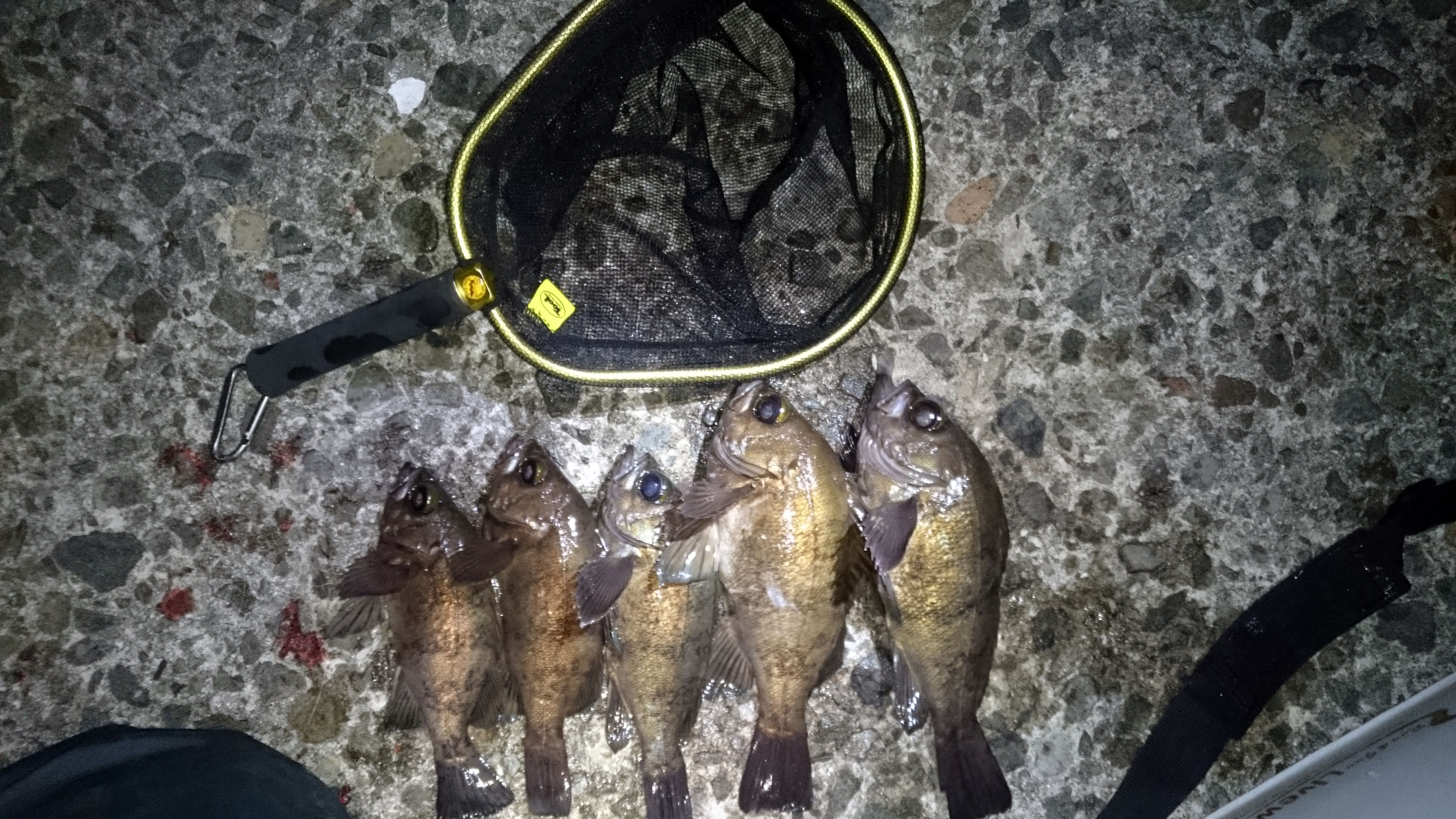 泉南エリア メバリング BlueCurrent83TZ LongCast | YAMAGA