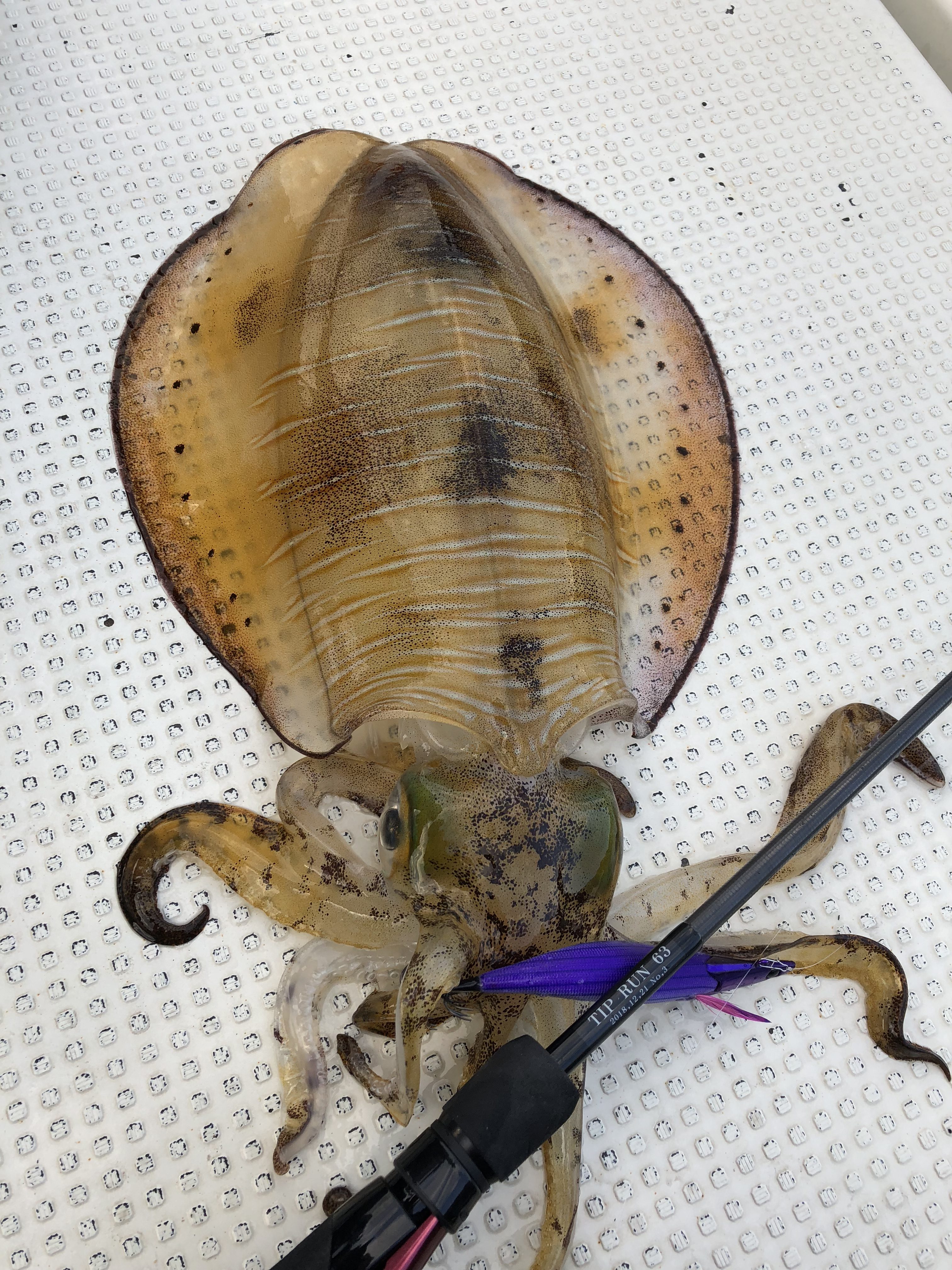 Battlewhip TR 63/N(No-Look)について | YAMAGA BlanksYAMAGA Blanks