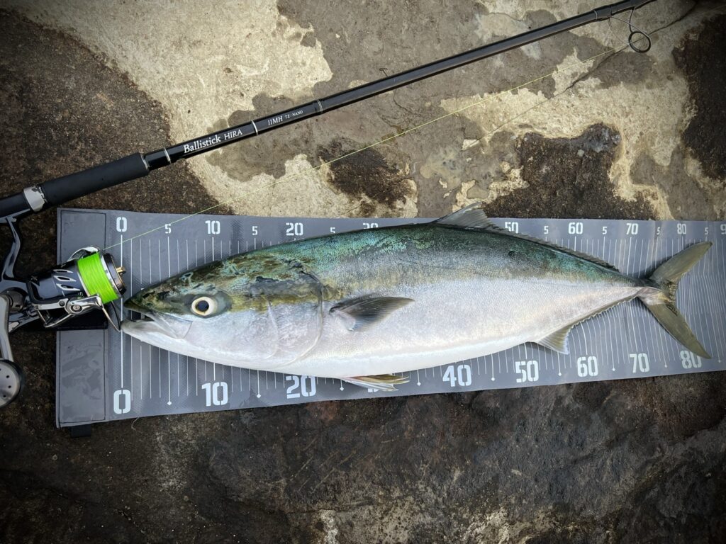 神奈川県】ブリ Ballistick HIRA 11MH TZ/NANO | YAMAGA BlanksYAMAGA