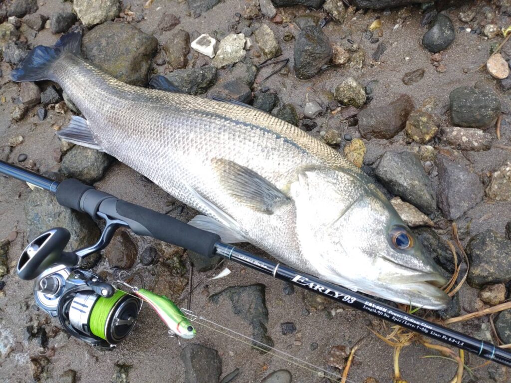 フィールドスタッフレポート 秋田県シーバスデイゲーム EARLY93M for