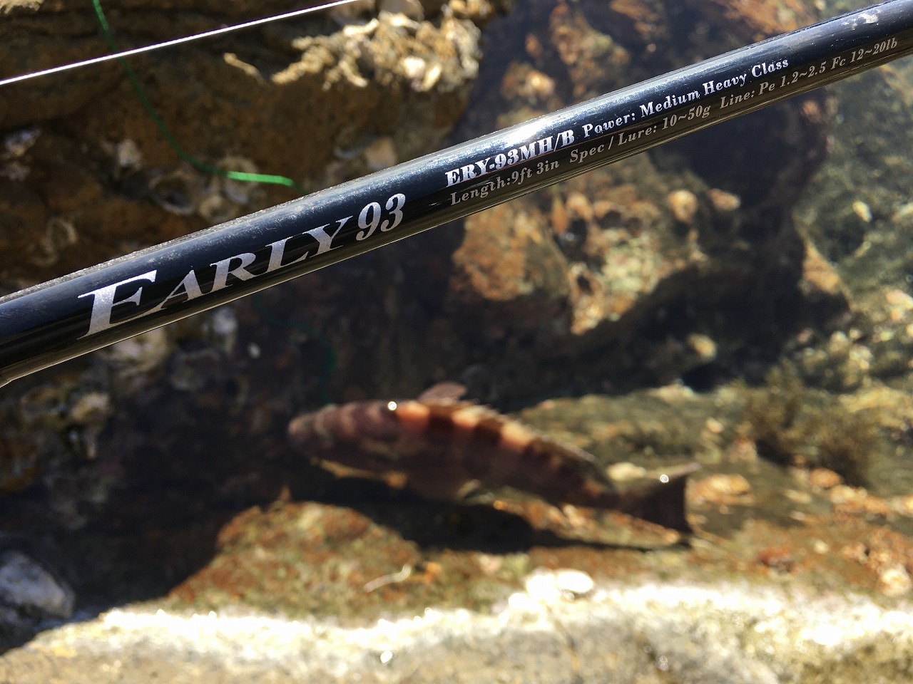 三重県】ロックフィッシュゲーム EARLY for Rock 93MH/Bait | YAMAGA