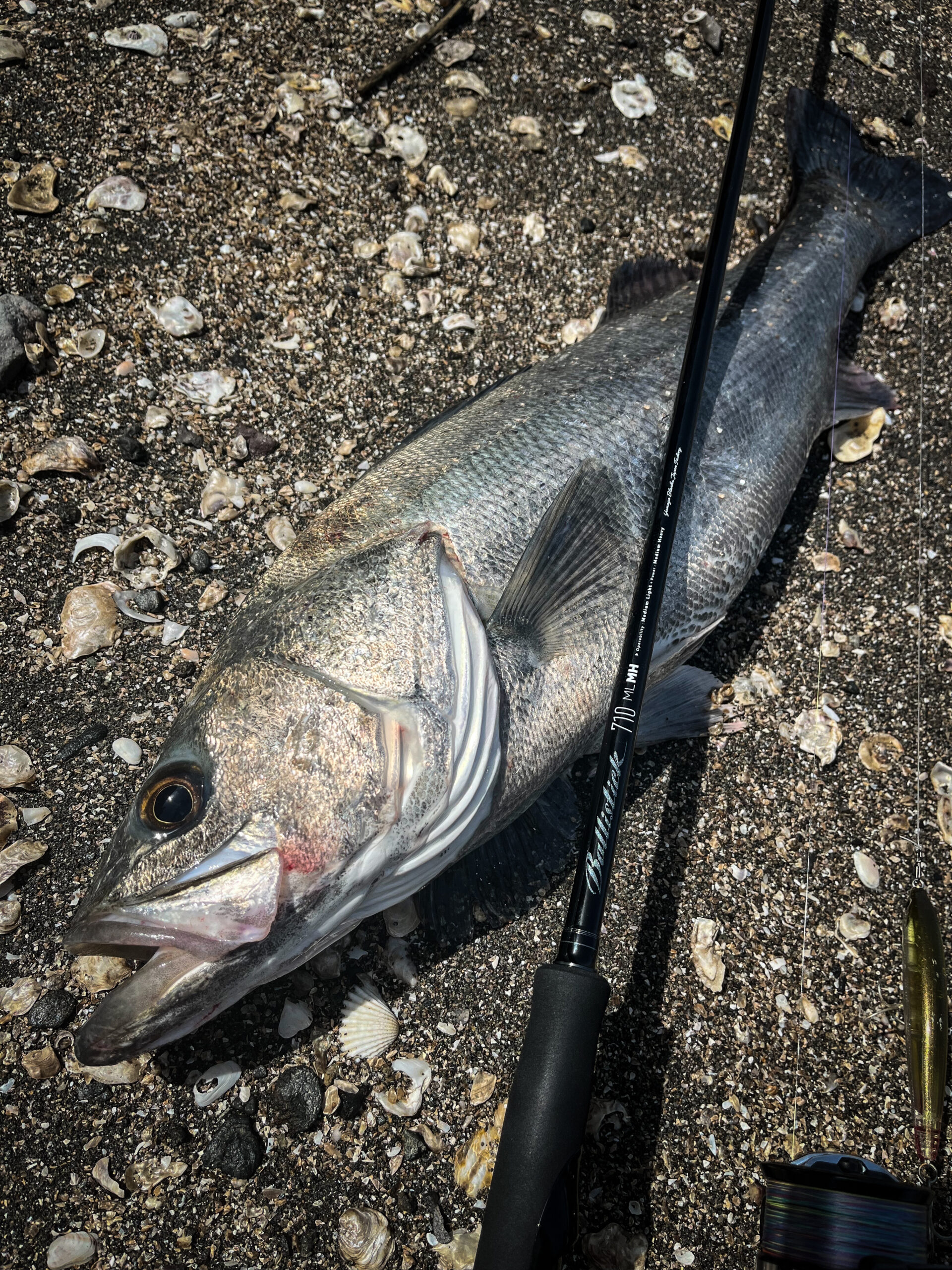 バリスティック710ML-MH実釣レポート｜“曲げて楽しむ”と“パワーで