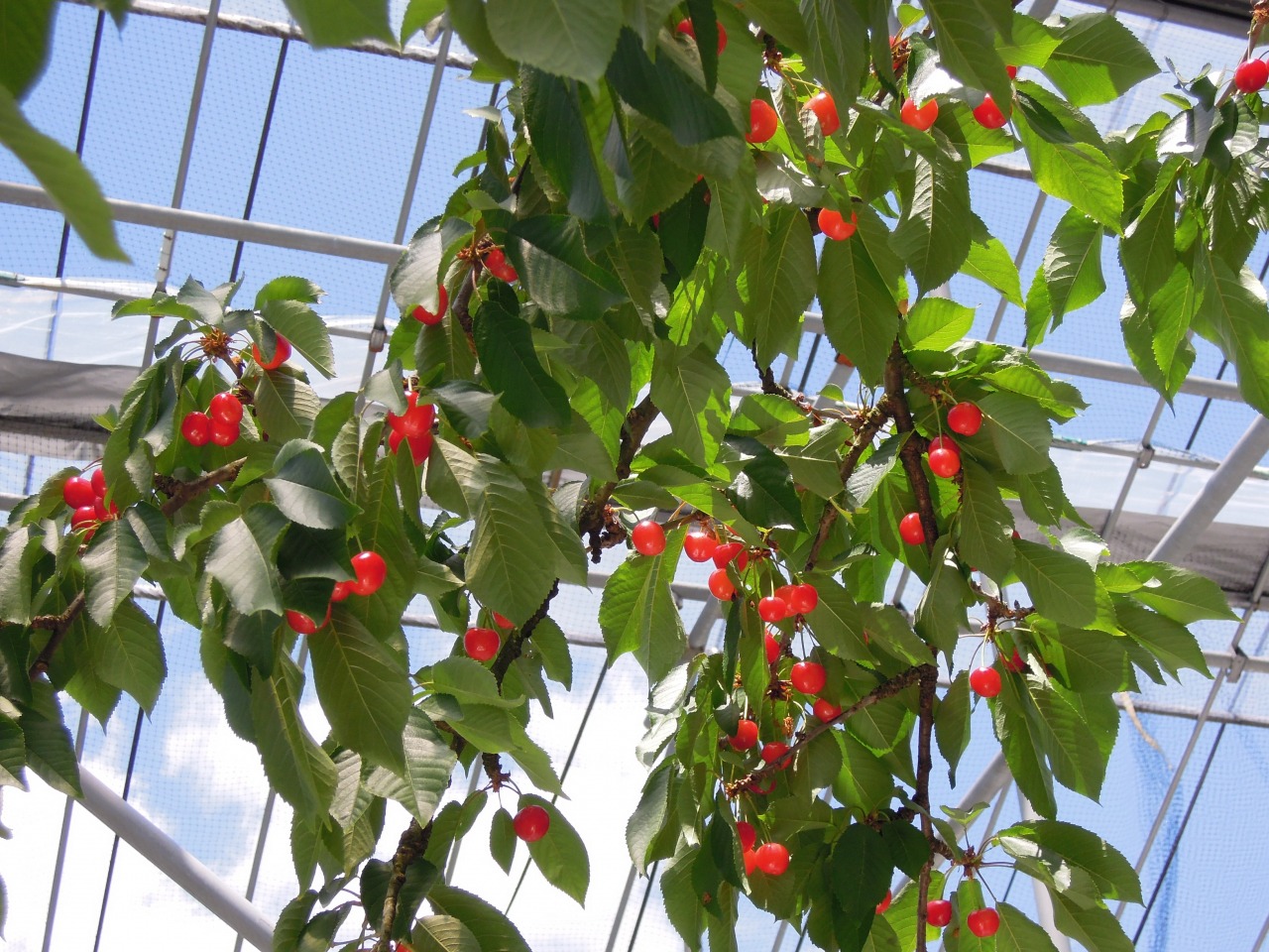 高橋フルーツランド HATAKE STYLE｜観光スポット（上山市・村山地方