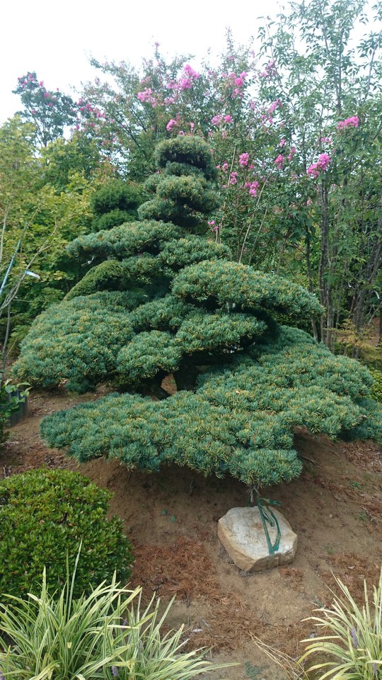 八房五葉松 段作り 超美品！ 販売 価格 | 有限会社 山田植木