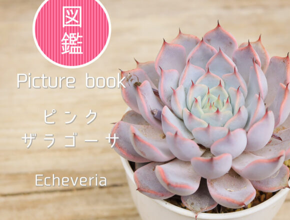 図鑑】エケベリア属に関する記事一覧